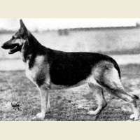German Shepherd
