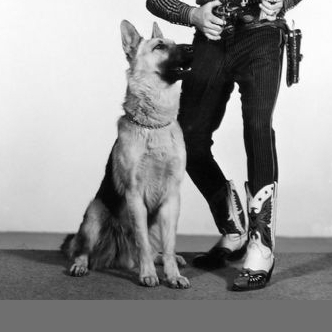 German Shepherd