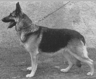 German Shepherd