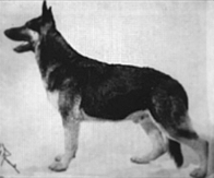 German Shepherd