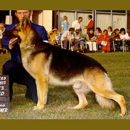 German Shepherd