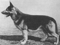 German Shepherd