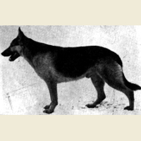 German Shepherd