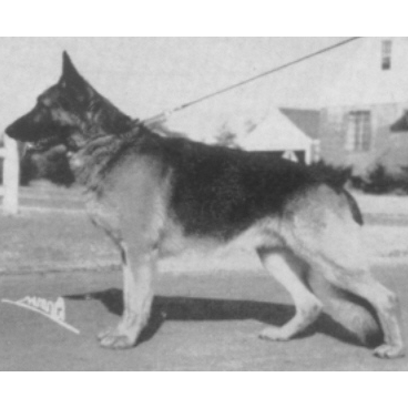 German Shepherd