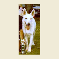 German Shepherd