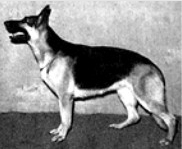 German Shepherd