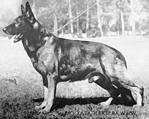 German Shepherd
