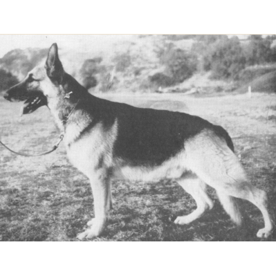 German Shepherd