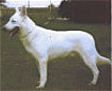 German Shepherd