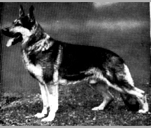 German Shepherd