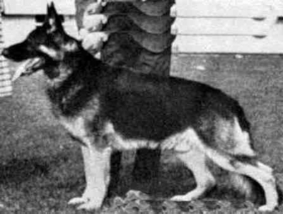 German Shepherd