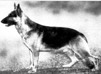 German Shepherd