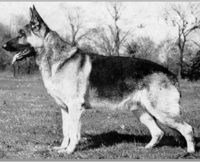 German Shepherd